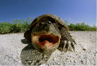 1st%20turtle%20pic.png