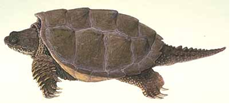 3rd%20turtle%20pic.png